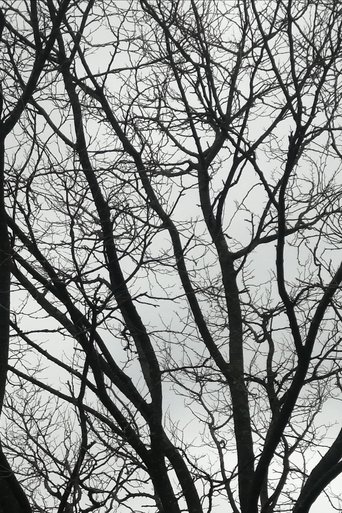 Tree Limbs (2025) Tree Limbs (2025)