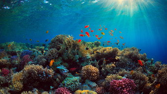 Can We Save the Reef? (2017)