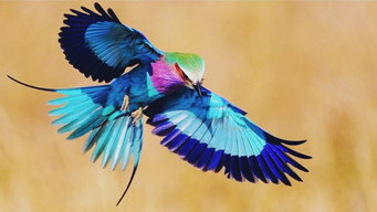 Birds (2023)
