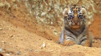 #14 Tiger