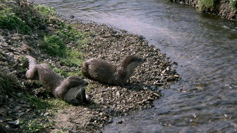 Tarka the Otter (1979)