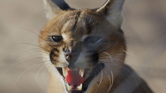 Caracal: The Lone Cat Society (2024)