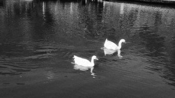 Cena 8 de “Quack”