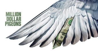 #4 Million Dollar Pigeons