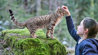 Котяче життя. Велика пригода Муурр (2023)