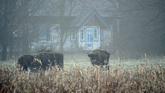 Forest (2024)