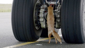 Airport Animal Stories (2023)