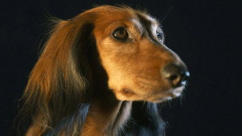The Dachshund (2025)