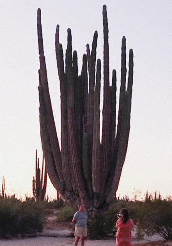 Cardón cardinal poster