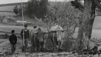 The First Year (1972)