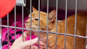 Pets & Pickers (2022- )