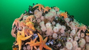 #4 North Sea  Nature Untamed