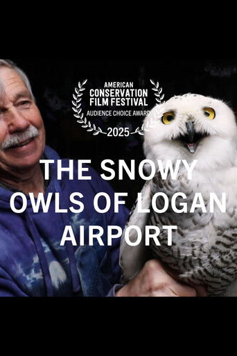 The Snowy Owls of Logan Airport (2024)