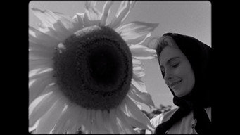 Song of the Cornfields (1947)