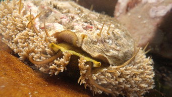 Shells: Shaped by Nature (2026)