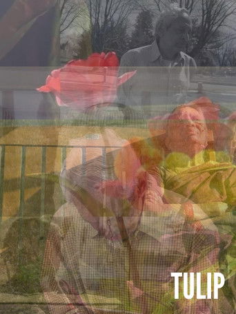 Tulip poster