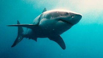 Sharks (in 3D) (2012)