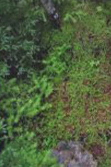 Spots of Memory: what I remembered during one month away after six years on Blast Hole Pond Road, Newfoundland 2008 poster