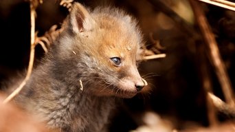 Springwatch - S19E01