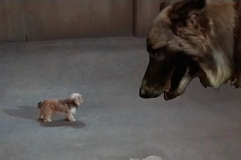 Episódio Episódio 8 da série Terra de Gigantes