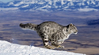 Nature's Fast Attacks (2022- )