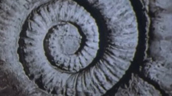 Vernadsky's Law (1983)