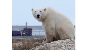 #1 Life in Polar Bear Town with Gordon Buchanan