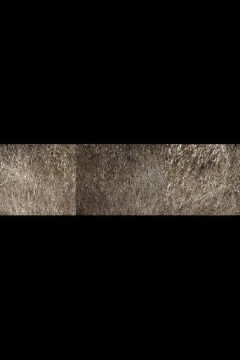 Nebraska Grasses Veils (2020)