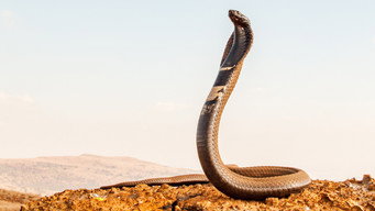 Extreme Snakes (2023)