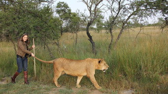 #4 Lion Spy