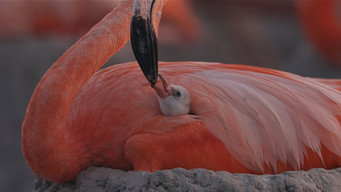 Flamingos: Life After the Meteorite (2026)
