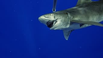 #3 World's Most Dangerous Shark