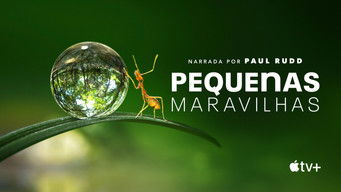 Cena de Pequenas Maravilhas