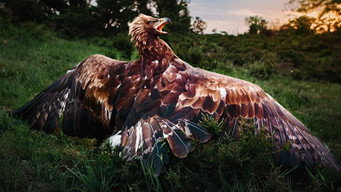 Wild and Wonderful Denmark (2020- )