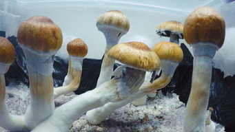 Episode 19 — Psychedelic Capitalism