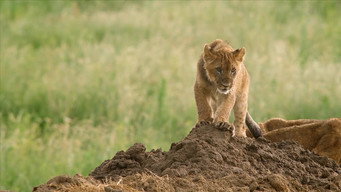 #6 Lion Ark
