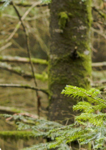 Coeur Glac&eacute; Battant (2025)