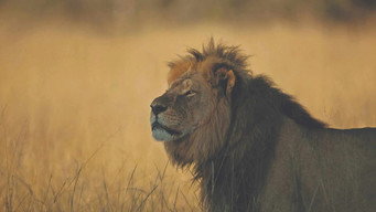 Cecil (2025)