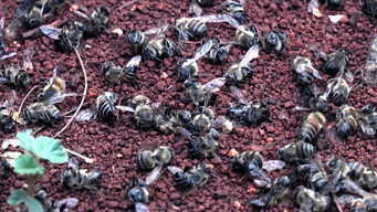 What Happened to the Bees? (2019)