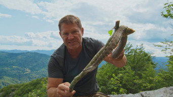 Bears And Vipers in Slovenia
