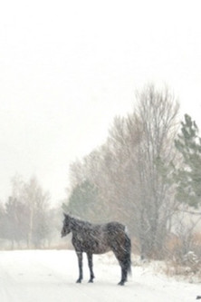 Heart of Snow, Heart of Blood poster