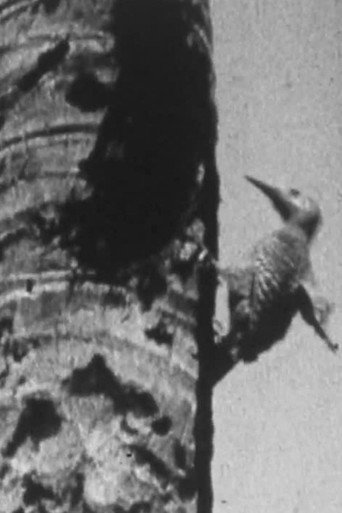 Oxford University Cayman Islands Expedition (1938)