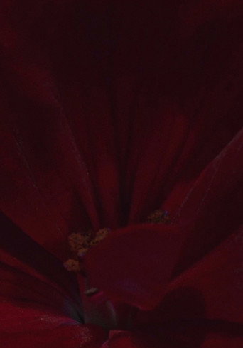 Flowerbed