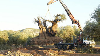 #5 The Olive Tree