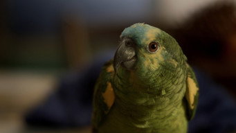 My Mother Is a Parrot (2016)