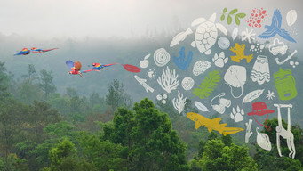 Unknown Belize (2023-2024)