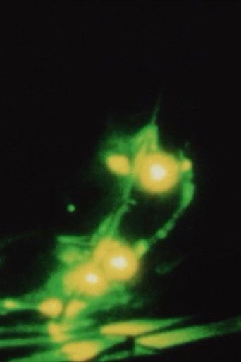 Matters of Bioluminescence poster