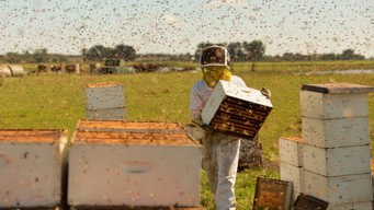 The Pollinators (2019)