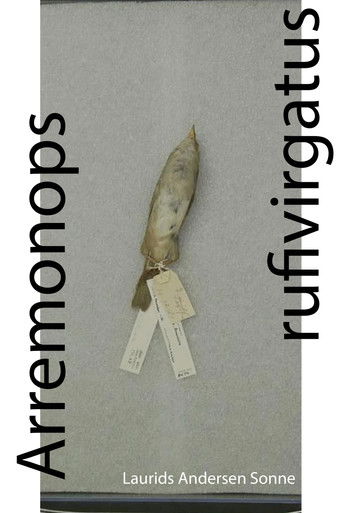 Arremonops rufivirgatus poster