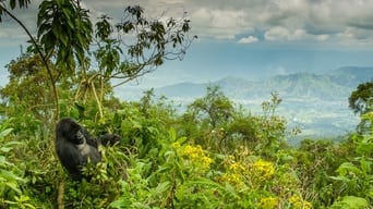 #8 Dian Fossey: Secrets in the Mist